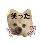 Yamamoto imoko（個別スタンプ：33）