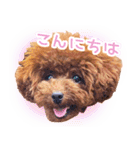 トイプードルこむぎのかわいい日常ことば（個別スタンプ：1）