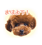 トイプードルこむぎのかわいい日常ことば（個別スタンプ：2）