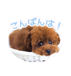 トイプードルこむぎのかわいい日常ことば（個別スタンプ：3）