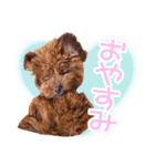 トイプードルこむぎのかわいい日常ことば（個別スタンプ：4）