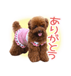 トイプードルこむぎのかわいい日常ことば（個別スタンプ：5）