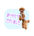 トイプードルこむぎのかわいい日常ことば（個別スタンプ：6）