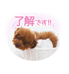 トイプードルこむぎのかわいい日常ことば（個別スタンプ：7）