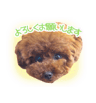 トイプードルこむぎのかわいい日常ことば（個別スタンプ：8）