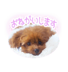 トイプードルこむぎのかわいい日常ことば（個別スタンプ：9）