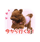 トイプードルこむぎのかわいい日常ことば（個別スタンプ：10）