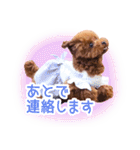 トイプードルこむぎのかわいい日常ことば（個別スタンプ：11）