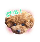トイプードルこむぎのかわいい日常ことば（個別スタンプ：13）