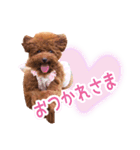 トイプードルこむぎのかわいい日常ことば（個別スタンプ：14）