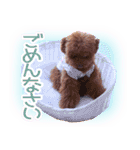 トイプードルこむぎのかわいい日常ことば（個別スタンプ：15）