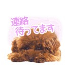 トイプードルこむぎのかわいい日常ことば（個別スタンプ：17）
