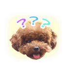 トイプードルこむぎのかわいい日常ことば（個別スタンプ：18）