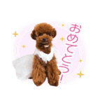 トイプードルこむぎのかわいい日常ことば（個別スタンプ：19）