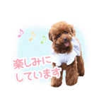 トイプードルこむぎのかわいい日常ことば（個別スタンプ：20）
