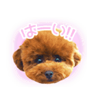 トイプードルこむぎのかわいい日常ことば（個別スタンプ：21）