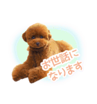 トイプードルこむぎのかわいい日常ことば（個別スタンプ：24）