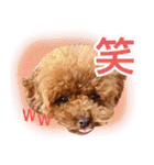 トイプードルこむぎのかわいい日常ことば（個別スタンプ：26）