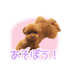 トイプードルこむぎのかわいい日常ことば（個別スタンプ：27）
