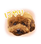 トイプードルこむぎのかわいい日常ことば（個別スタンプ：29）
