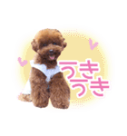 トイプードルこむぎのかわいい日常ことば（個別スタンプ：30）