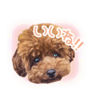 トイプードルこむぎのかわいい日常ことば（個別スタンプ：31）