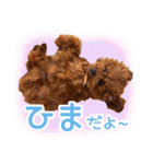 トイプードルこむぎのかわいい日常ことば（個別スタンプ：32）