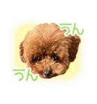 トイプードルこむぎのかわいい日常ことば（個別スタンプ：33）