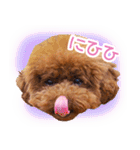 トイプードルこむぎのかわいい日常ことば（個別スタンプ：35）