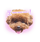 トイプードルこむぎのかわいい日常ことば（個別スタンプ：37）
