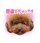 トイプードルこむぎのかわいい日常ことば（個別スタンプ：39）