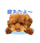 トイプードルこむぎのかわいい日常ことば（個別スタンプ：40）