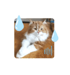 cute anzu booya（個別スタンプ：24）