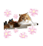 cute anzu booya（個別スタンプ：35）