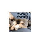 ちわわのソラ（個別スタンプ：9）