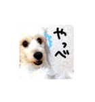 ワンコの日常会話（個別スタンプ：5）
