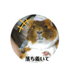 みたらち1（個別スタンプ：1）