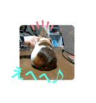 みたらち1（個別スタンプ：4）