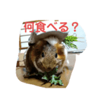 みたらち1（個別スタンプ：5）