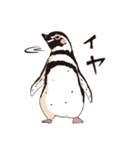 ペンギン図鑑（個別スタンプ：5）
