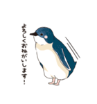 ペンギン図鑑（個別スタンプ：7）