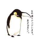 ペンギン図鑑（個別スタンプ：22）