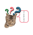 ピノにゃんスタンプ（個別スタンプ：1）