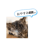 ピノにゃんスタンプ（個別スタンプ：2）
