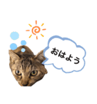 ピノにゃんスタンプ（個別スタンプ：3）