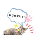 ピノにゃんスタンプ（個別スタンプ：4）