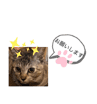 ピノにゃんスタンプ（個別スタンプ：5）