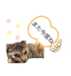 ピノにゃんスタンプ（個別スタンプ：7）
