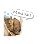 ピノにゃんスタンプ（個別スタンプ：10）