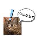 ピノにゃんスタンプ（個別スタンプ：11）